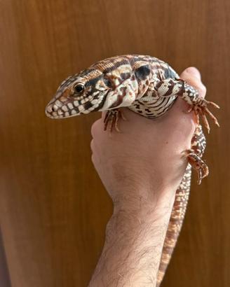 Tegu