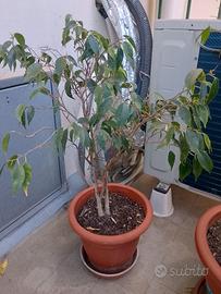 pianta di ficus