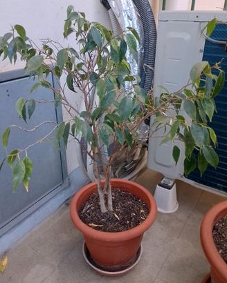 pianta di ficus