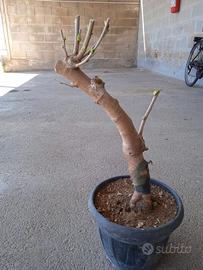 Bonsai di Gelso