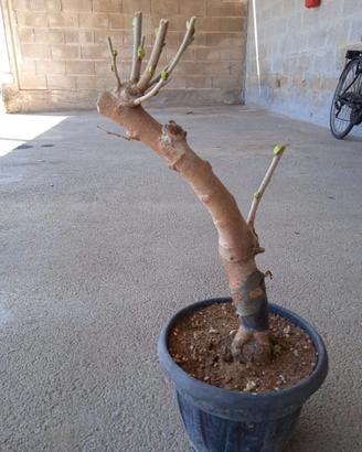 Bonsai di Gelso