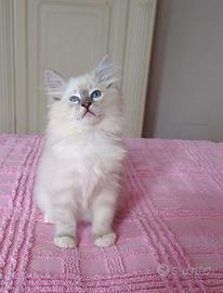 Cuccioli Ragdoll con pedigree