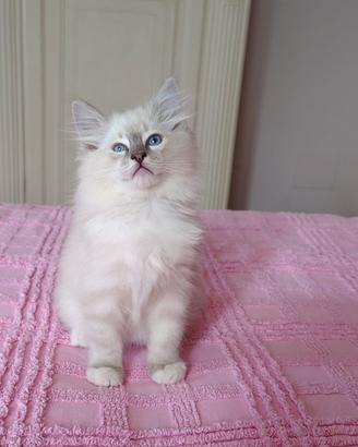 Cuccioli Ragdoll con pedigree
