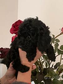 Barboncino