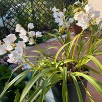 orchidea Cymbidium