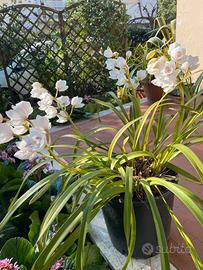 orchidea Cymbidium