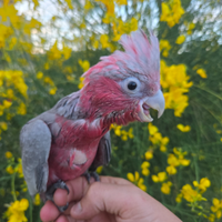 Pappagallo cacatua roseicapilla ancestrale