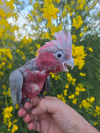 Pappagallo cacatua roseicapilla ancestrale