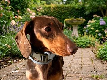 Bassotto tedesco arlecchino kaninchen per Monta