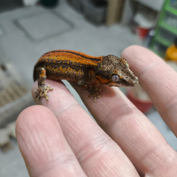 Gechi Auriculatus