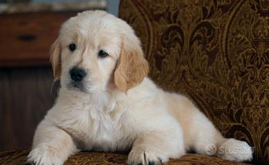 Golden Retriver Americani