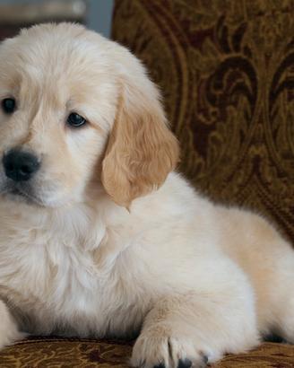 Golden Retriver Americani