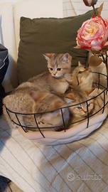 Gattini Scottish straight