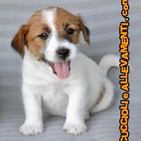 Cuccioli Jack Russell - Allevamento ric. Enci
