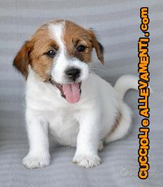 Cuccioli Jack Russell - Allevamento ric. Enci