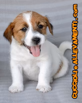 Cuccioli Jack Russell - Allevamento ric. Enci