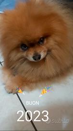 Spitz tedesco nano
