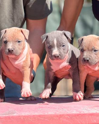 Pitbull