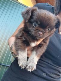 Cucciolo Chihuahua