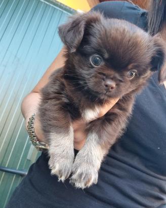 Cucciolo Chihuahua