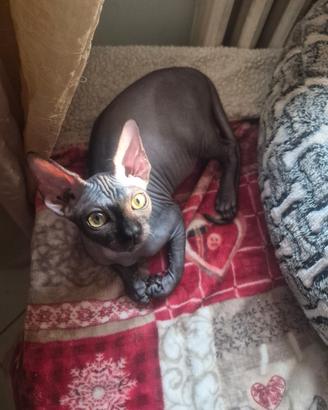 Sphynx