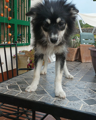 Cagnolina