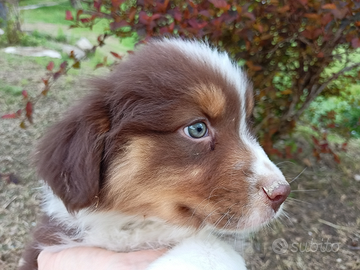 Cuccioli di pastore australiano con pedigree