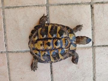maschio tartaruga Testudo  hermanni