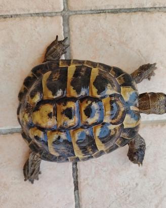 maschio tartaruga Testudo  hermanni