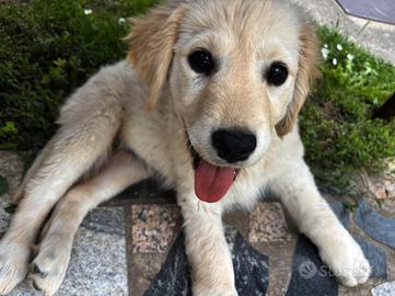 Cuccioli Retriever
