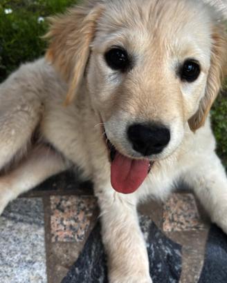 Cuccioli Retriever