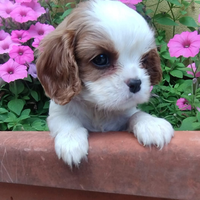 Cavalier king cuccioli