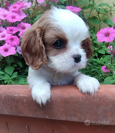 Cavalier king cuccioli