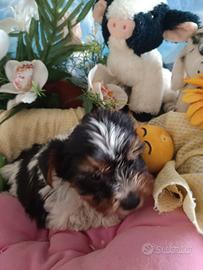 Yorkshire Cuccioli Biewer Terrier