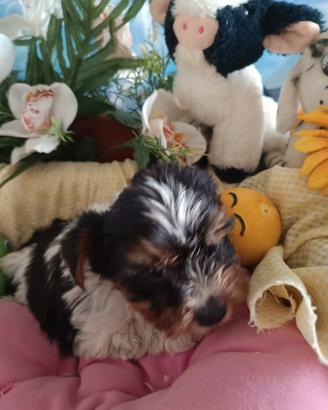 Yorkshire Cuccioli Biewer Terrier