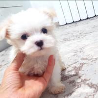Maltese mini toy maschio