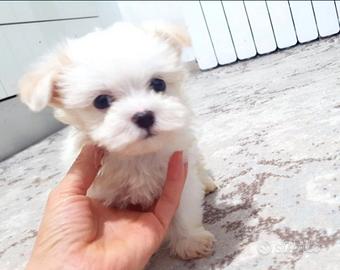 Maltese mini toy maschio