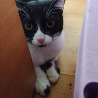 Sissi gattina 8 mesi