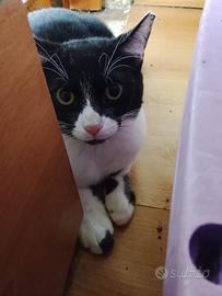 Sissi gattina 8 mesi