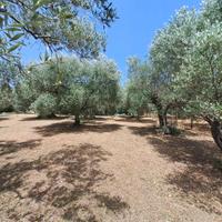 Rif.49 Terreno agricolo e manufatto Albano Laziale