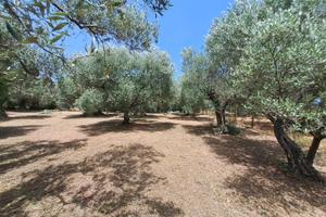 Rif.49 Terreno agricolo e manufatto Albano Laziale