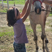 Cavallo arabo castrone
