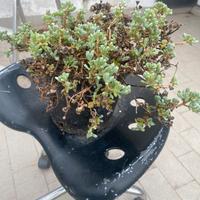 Pianta grassa in vaso