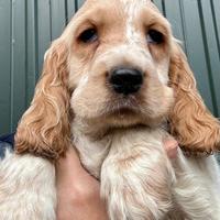 Cucciolo cocker spaniel