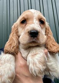 Cucciolo cocker spaniel