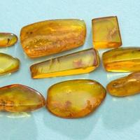 Ambra baltica levigata con inclusioni II lotto