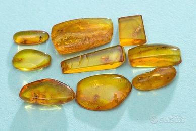 Ambra baltica levigata con inclusioni II lotto