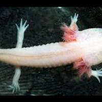 Axolotl ( ambystoma mexicanum )