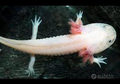 Axolotl ( ambystoma mexicanum )