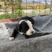 Cuccioli Border Collie